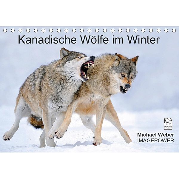 Kanadische Wölfe im Winter (Tischkalender 2021 DIN A5 quer), Michael Weber