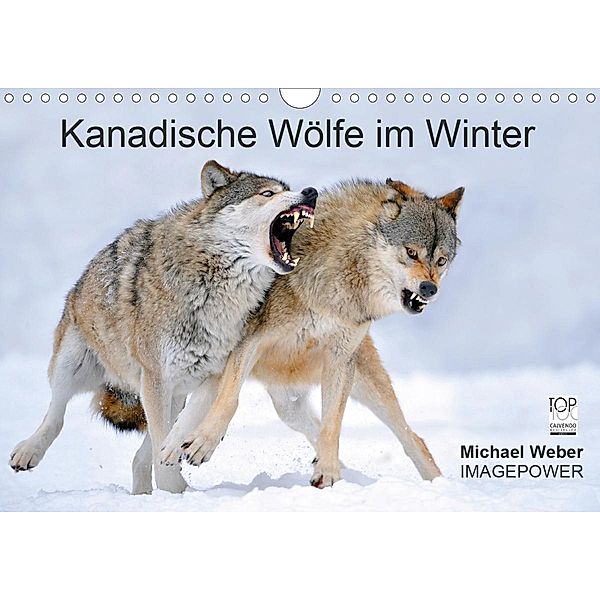 Kanadische Wölfe im Winter (Wandkalender 2021 DIN A4 quer), Michael Weber