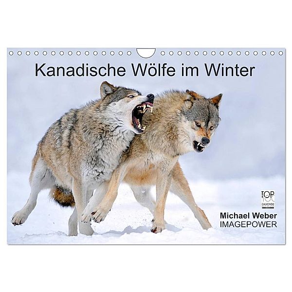 Kanadische Wölfe im Winter (Wandkalender 2024 DIN A4 quer), CALVENDO Monatskalender, Michael Weber