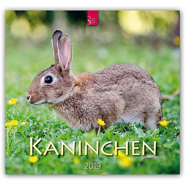 Kaninchen 2019