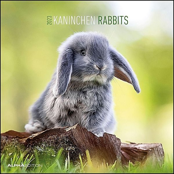 Kaninchen 2023 - Broschürenkalender 30x30 cm (30x60 geöffnet) - Kalender mit Platz für Notizen - Rabbits - Bildkalender