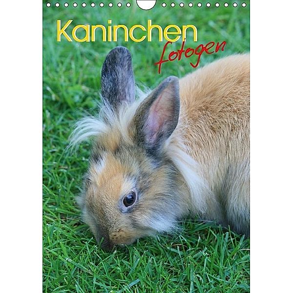 Kaninchen fotogen (Wandkalender 2017 DIN A4 hoch), Miriam Kaina