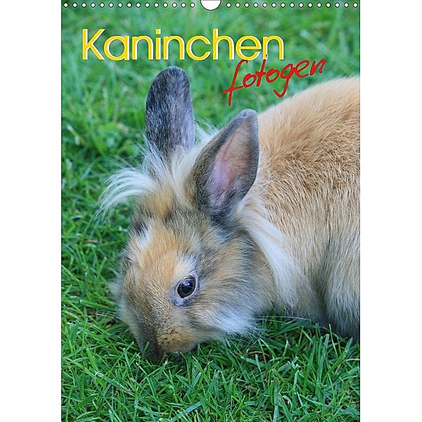 Kaninchen fotogen (Wandkalender 2021 DIN A3 hoch), Miriam Kaina