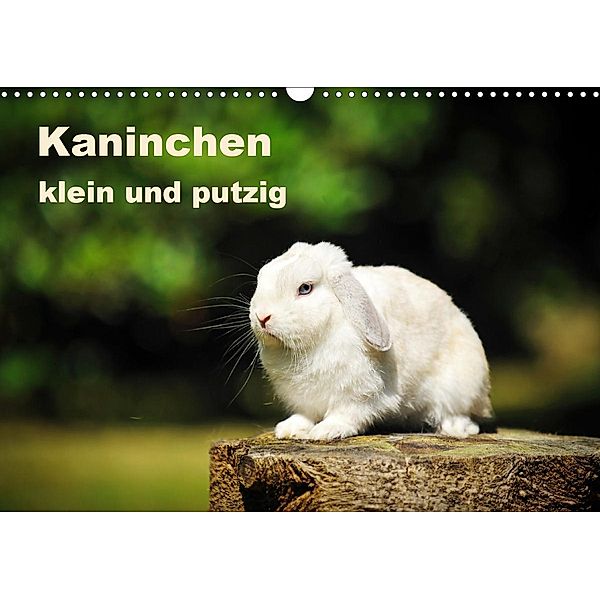 Kaninchen klein und putzig (Wandkalender 2020 DIN A3 quer), Yvonne Janetzek