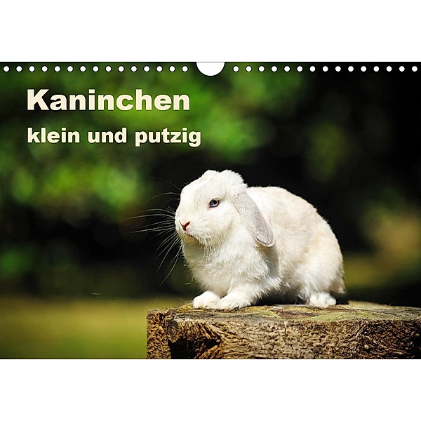 Kaninchen klein und putzig (Wandkalender 2021 DIN A4 quer), Yvonne Janetzek