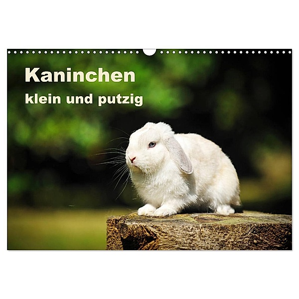 Kaninchen klein und putzig (Wandkalender 2024 DIN A3 quer), CALVENDO Monatskalender, Yvonne Janetzek