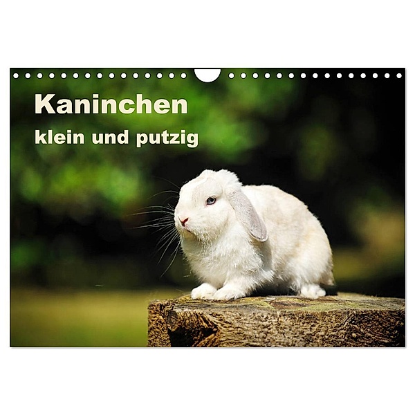 Kaninchen klein und putzig (Wandkalender 2024 DIN A4 quer), CALVENDO Monatskalender, Yvonne Janetzek