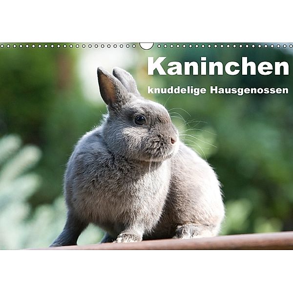 Kaninchen - knuddelige Hausgenossen (Wandkalender 2018 DIN A3 quer), Verena Scholze