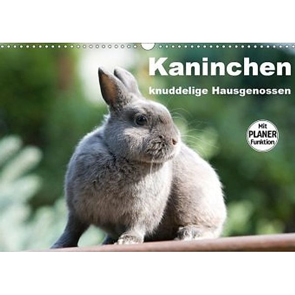 Kaninchen - knuddelige Hausgenossen (Wandkalender 2020 DIN A3 quer), Verena Scholze