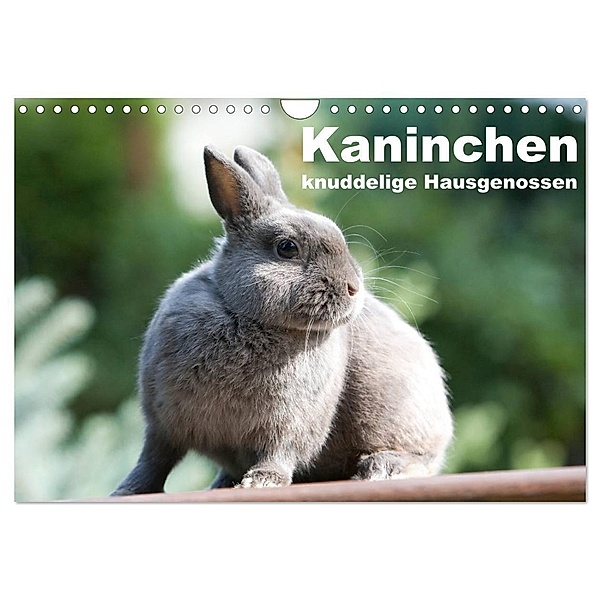 Kaninchen - knuddelige Hausgenossen (Wandkalender 2024 DIN A4 quer), CALVENDO Monatskalender, Fotodesign Verena Scholze