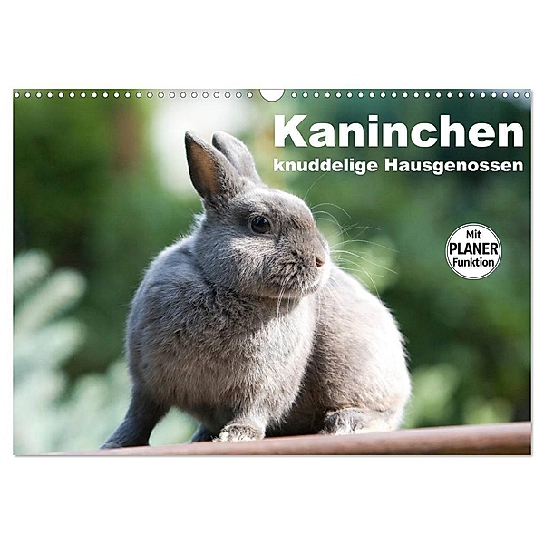 Kaninchen - knuddelige Hausgenossen (Wandkalender 2024 DIN A3 quer), CALVENDO Monatskalender, Fotodesign Verena Scholze