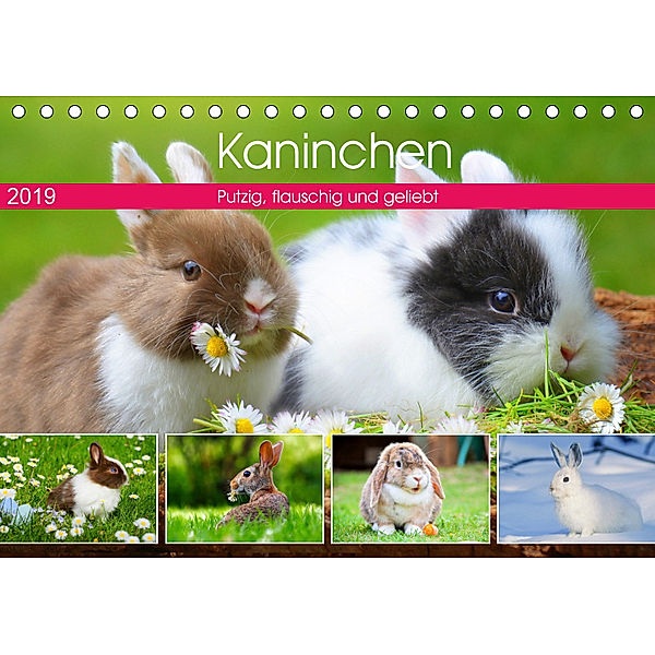 Kaninchen. Putzig, flauschig und geliebt (Tischkalender 2019 DIN A5 quer), Rose Hurley