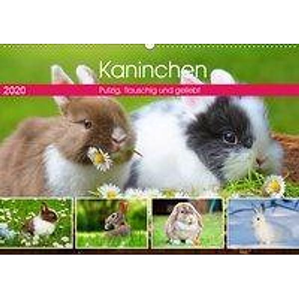 Kaninchen. Putzig, flauschig und geliebt (Wandkalender 2020 DIN A2 quer), Rose Hurley