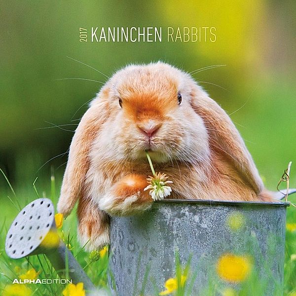 Kaninchen / Rabbits 2017