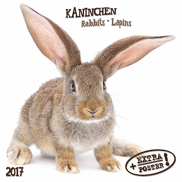 Kaninchen / Rabbits / Lapins 2017