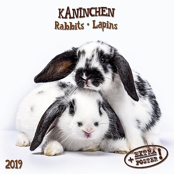 Kaninchen / Rabbits / Lapins 2019