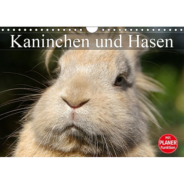 Kaninchen und Hasen (Wandkalender 2019 DIN A4 quer), Elisabeth Stanzer