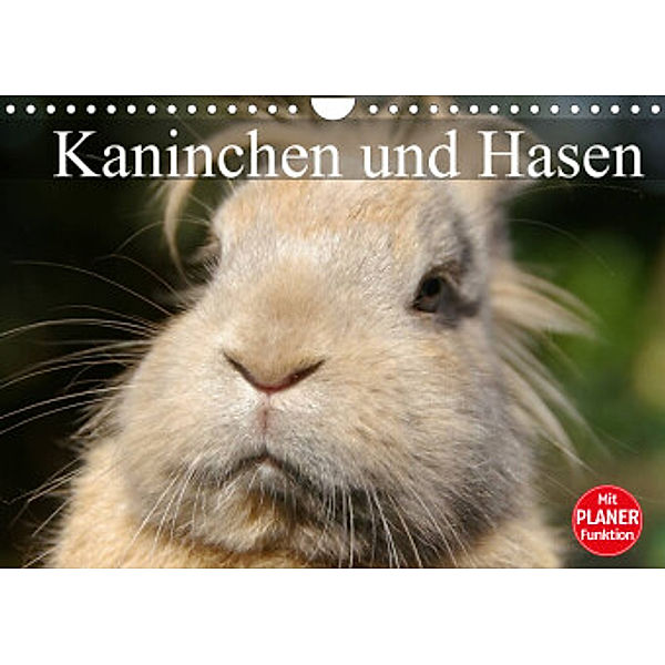 Kaninchen und Hasen (Wandkalender 2022 DIN A4 quer), Elisabeth Stanzer