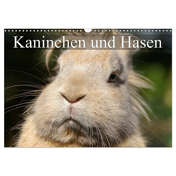 Kaninchen und Hasen (Wandkalender 2024 DIN A3 quer), CALVENDO Monatskalender, Elisabeth Stanzer