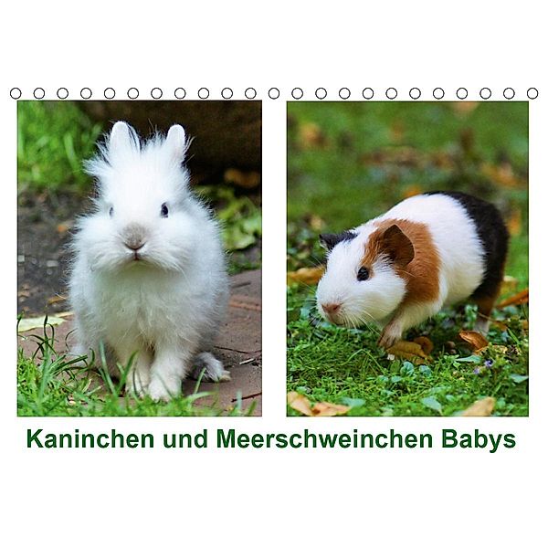 Kaninchen und Meerschweinchen Babys (Tischkalender 2021 DIN A5 quer), Kattobello