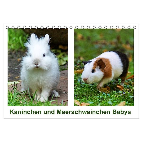 Kaninchen und Meerschweinchen Babys (Tischkalender 2024 DIN A5 quer), CALVENDO Monatskalender, Kattobello