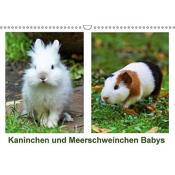 Kaninchen und Meerschweinchen Babys (Wandkalender 2017 DIN A3 quer), Kattobello
