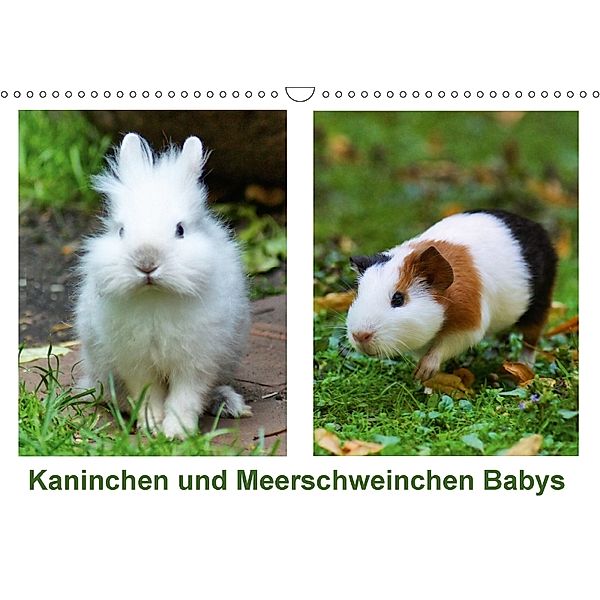 Kaninchen und Meerschweinchen Babys (Wandkalender 2018 DIN A3 quer) Dieser erfolgreiche Kalender wurde dieses Jahr mit g, Kattobello