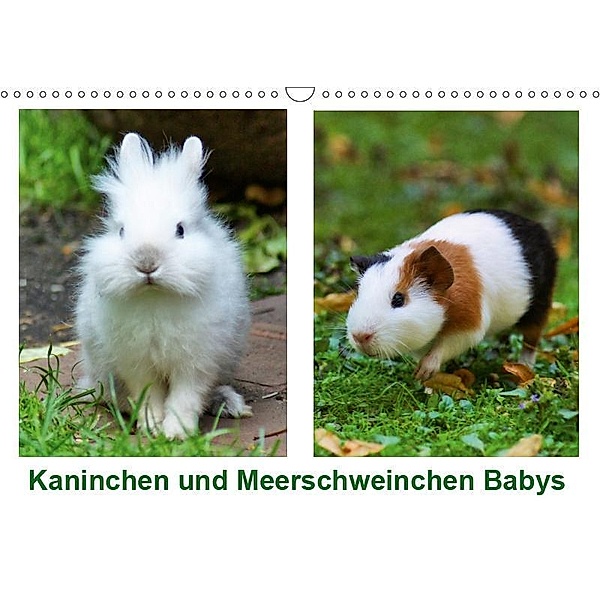 Kaninchen und Meerschweinchen Babys (Wandkalender 2019 DIN A3 quer), Kattobello