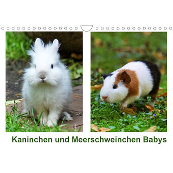 Kaninchen und Meerschweinchen Babys (Wandkalender 2022 DIN A4 quer), Kattobello