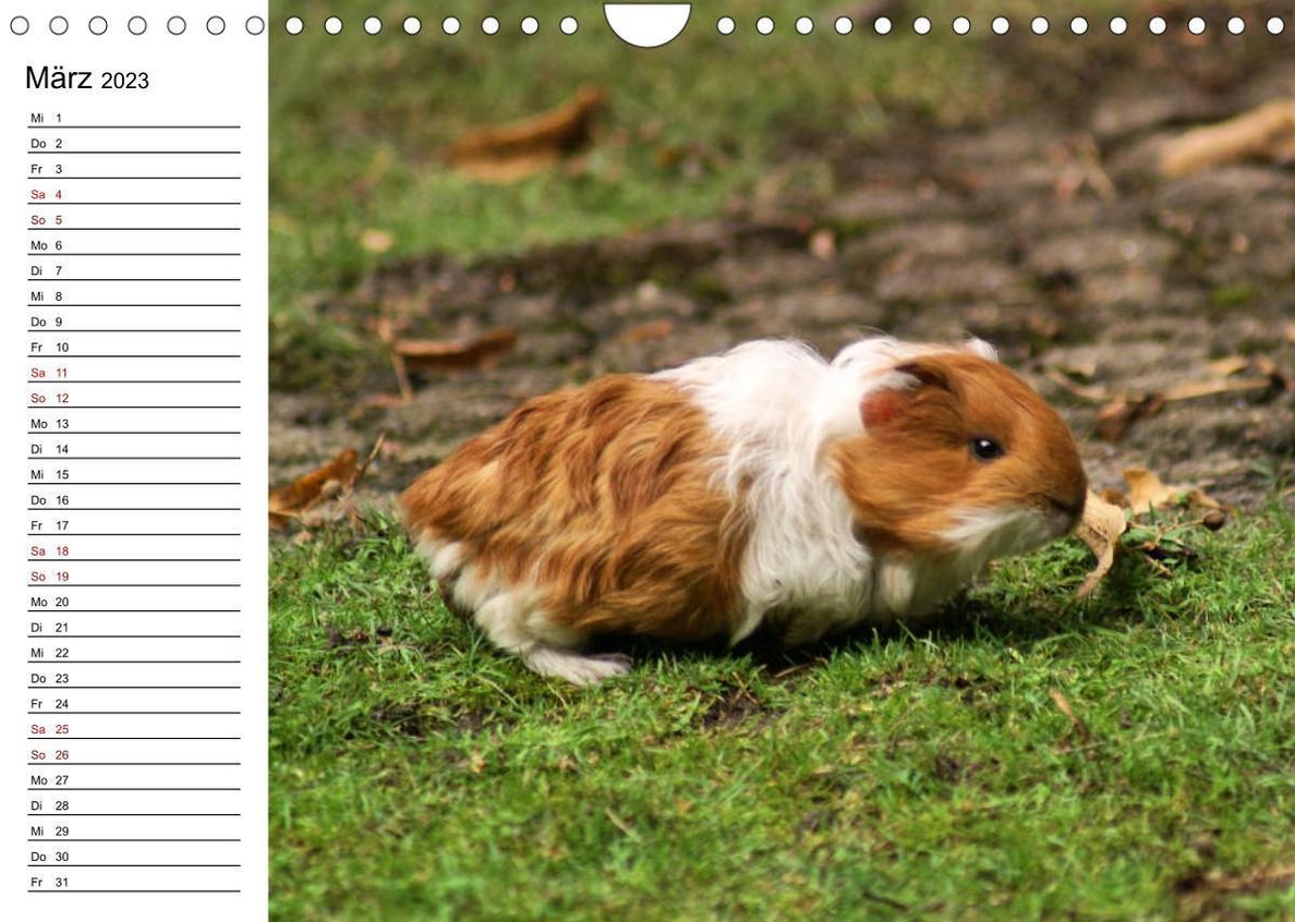Kaninchen und Meerschweinchen Babys Wandkalender 2023 DIN A4 quer -  Kalender bestellen