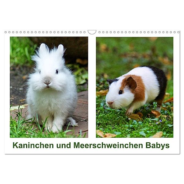Kaninchen und Meerschweinchen Babys (Wandkalender 2024 DIN A3 quer), CALVENDO Monatskalender, Kattobello