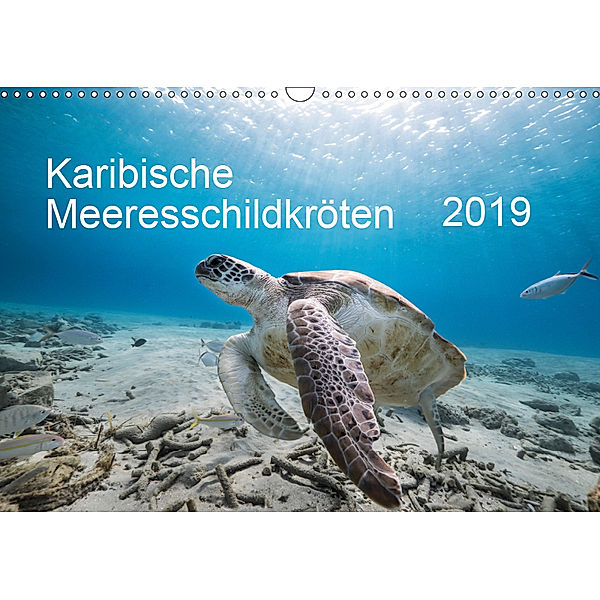 Karibische Meeresschildkröten (Wandkalender 2019 DIN A3 quer), Yvonne Kühnast