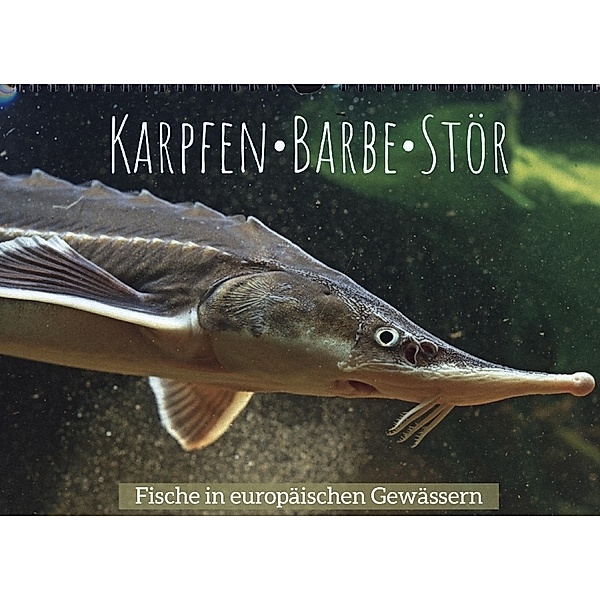 Karpfen, Barbe, Stör: Fische in europäischen Gewässern (Wandkalender 2023 DIN A4 quer), Calvendo