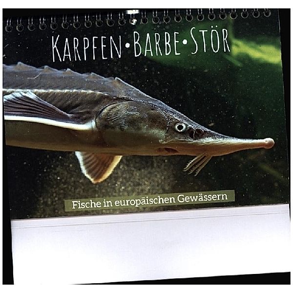 Karpfen, Barbe, Stör: Fische in europäischen Gewässern (Tischkalender 2023 DIN A5 quer), Calvendo