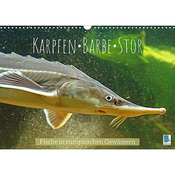 Karpfen, Barbe, Stör: Fische in europäischen Gewässern (Wandkalender 2023 DIN A3 quer), Calvendo