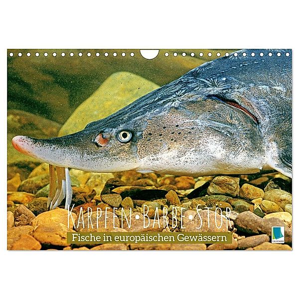 Karpfen, Barbe, Stör: Fische in europäischen Gewässern (Wandkalender 2024 DIN A4 quer), CALVENDO Monatskalender, Calvendo