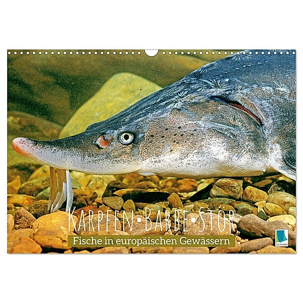 Karpfen, Barbe, Stör: Fische in europäischen Gewässern (Wandkalender 2024 DIN A3 quer), CALVENDO Monatskalender, Calvendo