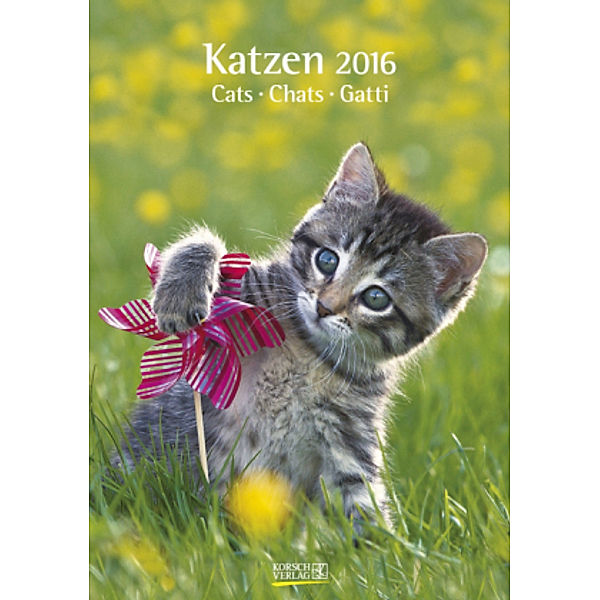 Katzen 2016