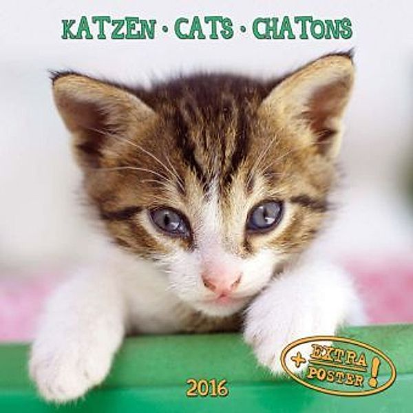 Katzen 2016