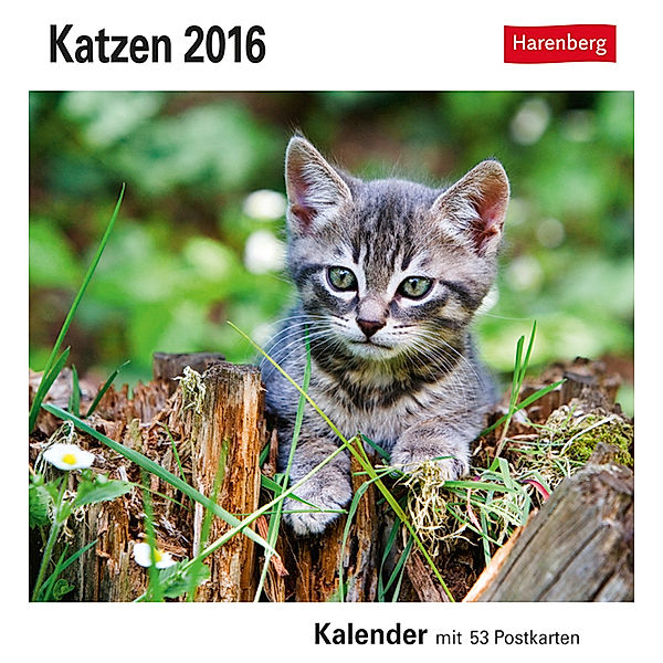 Katzen 2016