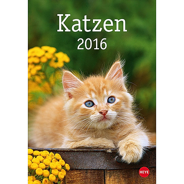 Katzen 2016