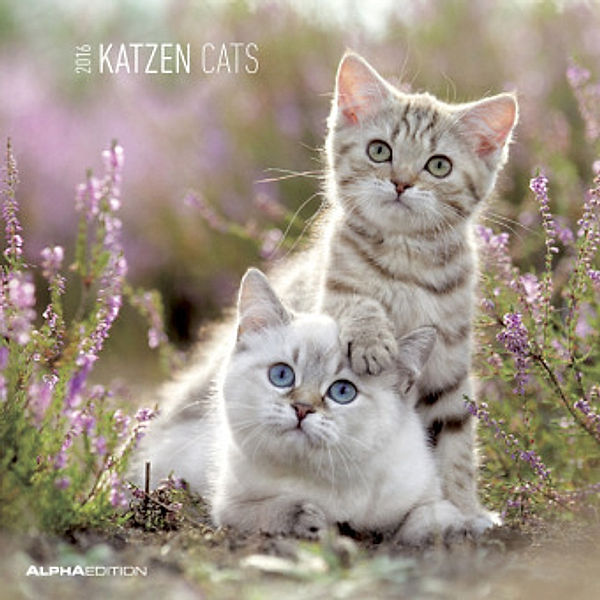 Katzen 2016. Cats