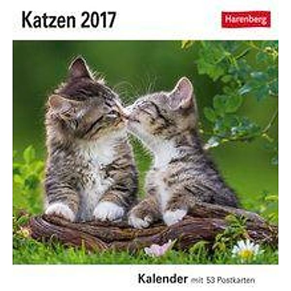 Katzen 2017