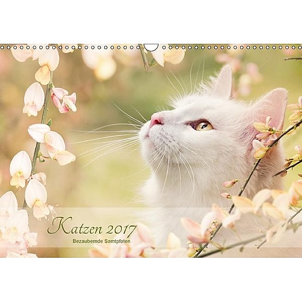 Katzen 2017 Bezaubernde Samtpfoten (Wandkalender 2017 DIN A3 quer), Janice Pohle