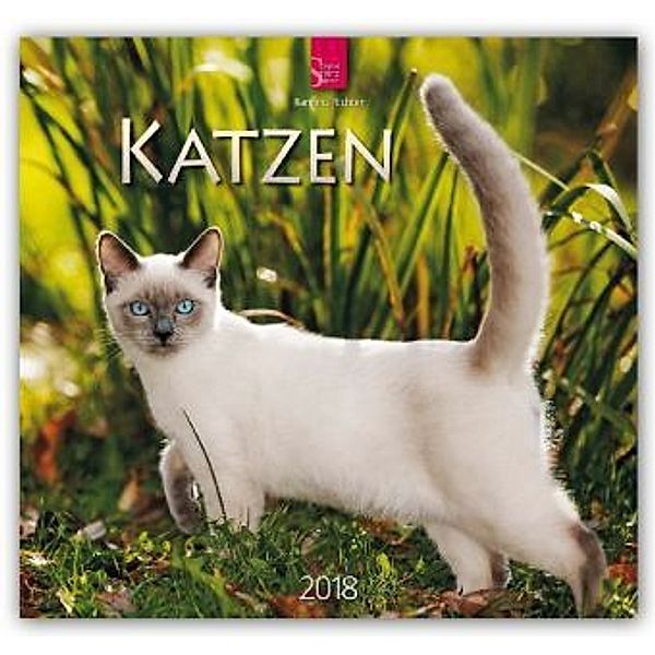 Katzen 2018