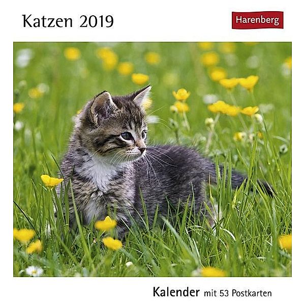 Katzen 2019