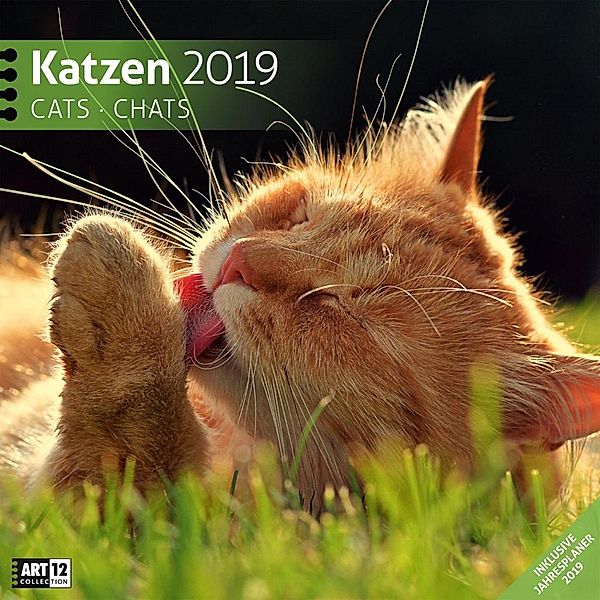 Katzen 2019