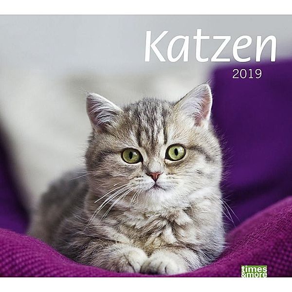 Katzen 2019