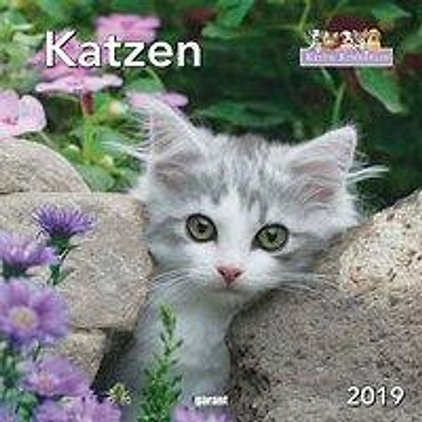 Katzen 2019