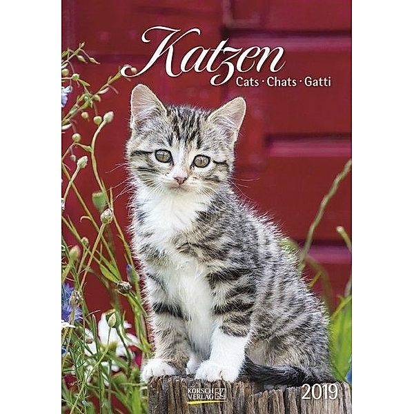 Katzen 2019